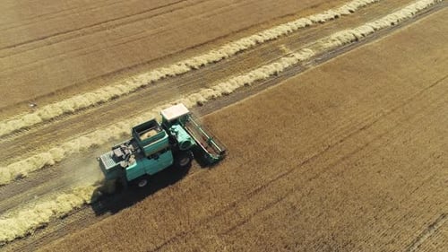 Aerial Drone Footage. Combine Harvester Gathers the Wheat. Harvesting Grain Field