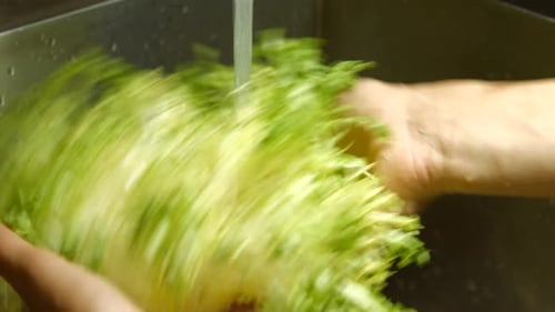 Man's Hands Wash Frisee Lettuce.