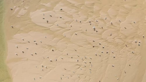 Vogelschwarm fliegt über die wunderschöne Meereslandschaft