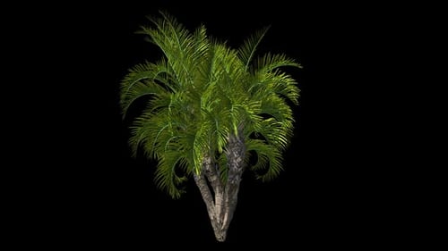 Palm Tree With Large Leaves