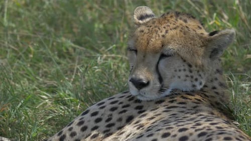 Gepard liegt auf grünem Gras