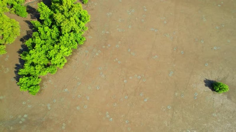 Aerial view of dry mangrove trees along shoreline, Nature Stock Footage ...