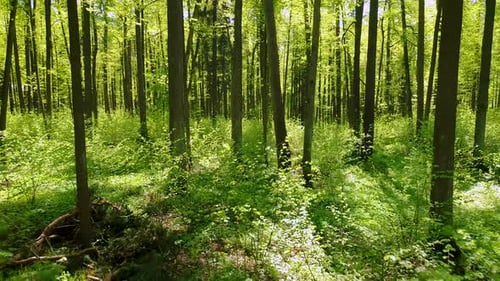 Voler entre les arbres dans la forêt printanière