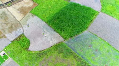 Aerial View of Green Terraced Rice and Field Farms in Poor Village in China, Asia.