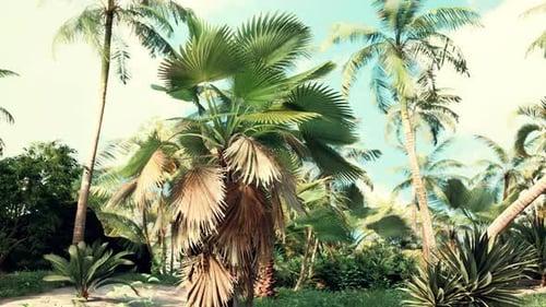 Lush Tropical Jungle Scene with Swaying Palm Trees