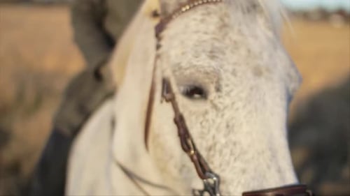 A close-up macro shot of the face and head of a white horse being ridden by it's owner.