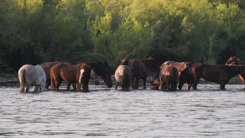 Herd of wild horses eating in a river in a large group with golden light.