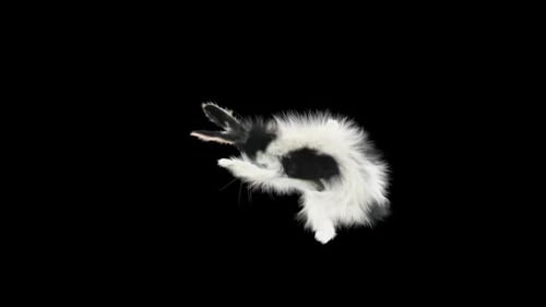 Furry Black and White Rabbit Resting Animation Loop