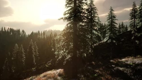 Rays of the Sun Make Their Way Through the Branches