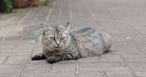 Street Cat Sit on The Ground