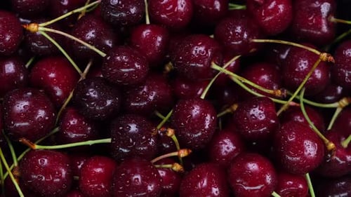 Background of Ripe Cherries with Water Drops Closeup Top View