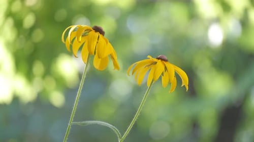 Yellow Sunlit Chamomile Flowers Blooming on Summer Flowerbed in Green Sunny Garden