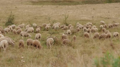 Troupeau de moutons paissant dans le pré Agriculture et élevage de bétail