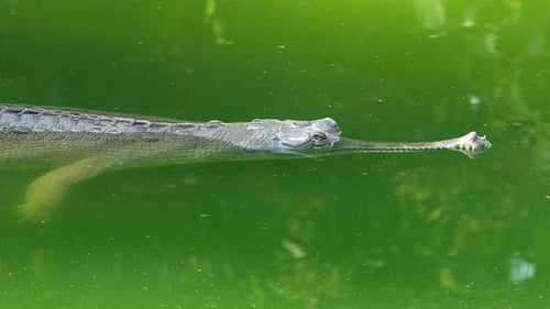 Crocodile gavial (Gavialis Gangeticus), également connu sous le nom de Gavial flottant en eau verte