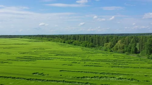 Luftaufnahme Grünes Weizenfeld in Waldnähe