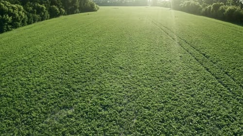 Campo rural verde