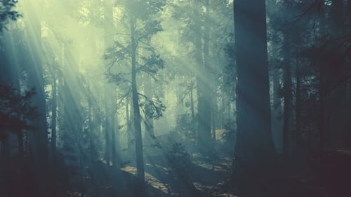 Black Tree Trunk in a Dark Pine Tree Forest
