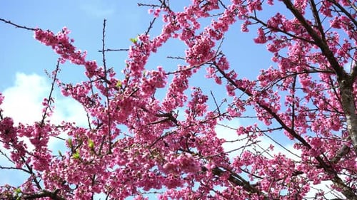 Sakura Kirschblüte