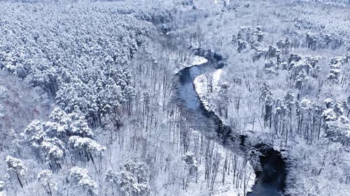 River and white forest in winter. Aerial view of nature