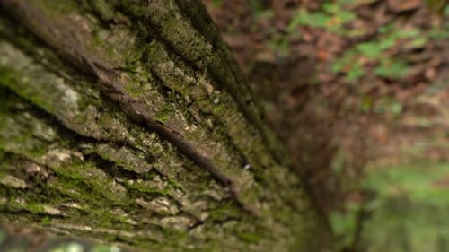 Green Moss On A Tree Trunk In The Forest, Movement With Rotation
