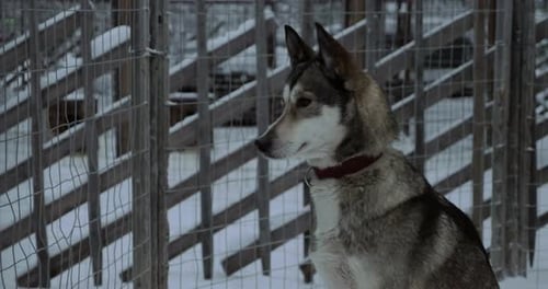 Husky Dog in Winter Scene Profile Shot