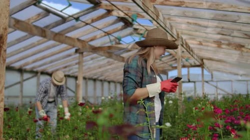 Woman Uses Tablet in Rose Greenhouse