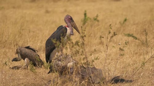 Marabou Storch und Geier