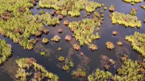 Aerial View of Thriving Wetland Ecosystem