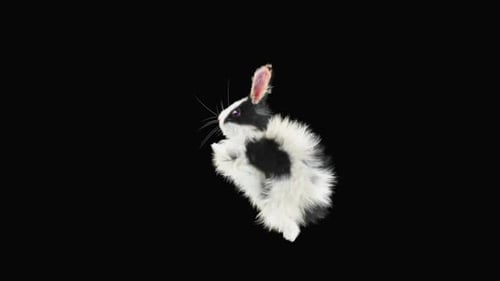 Hase: Tanzen HD