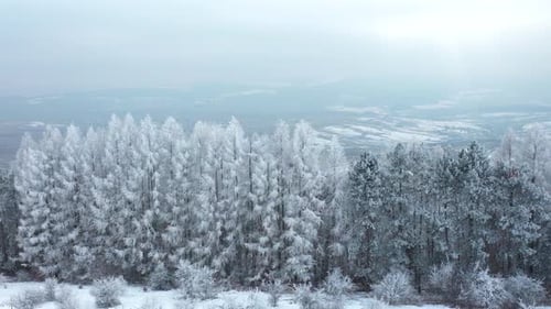 White Forest