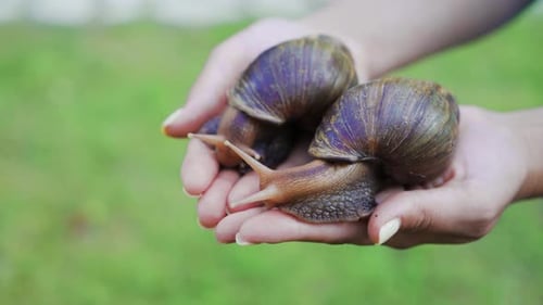 Grandes caracoles africanos (Achatina fulica) en la palmera hembra