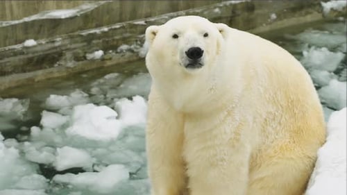 Im Winter sitzt ein Eisbär im Zoo