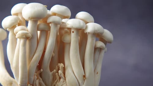 Close Up of Small White Shimeji Mushrooms