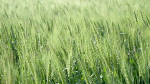 Green Wheat Field Agricultural Background