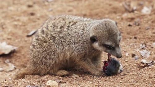 Meerkat Eating Prey in Natural Habitat