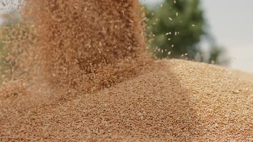 Wheat Grains Falling on a Pile, Close-up