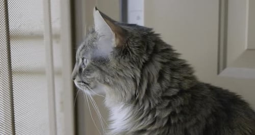 Fluffy Katze schaut sich um