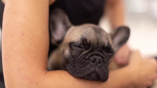 French Bulldog Comfortably Resting in Person's Arms