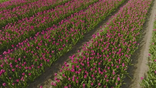 Aerial View of Vibrant Pink Tulip Fields