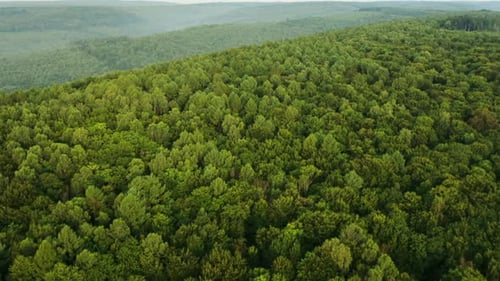 Aerial Video From a Dron To the Woody Forest