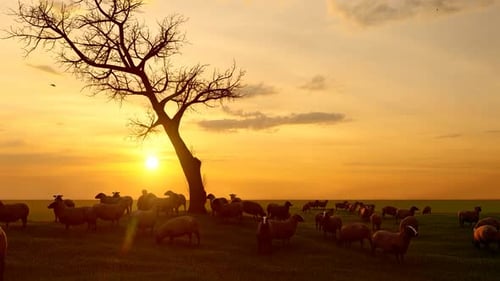 3D Animation: Flock of Sheep Grazing in Golden Sunset Field