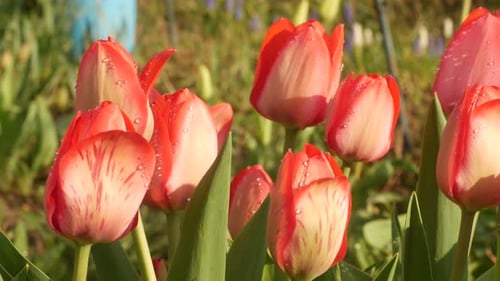 Beautiful Spring Tulips