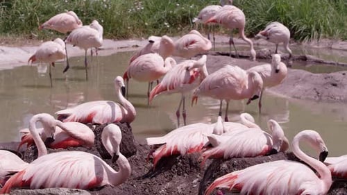 Flamingos around small pond in in the sun