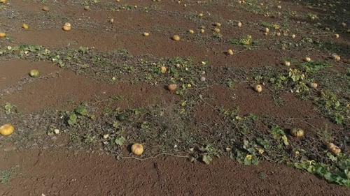 Aerial View of a Pumpkin Patch Field