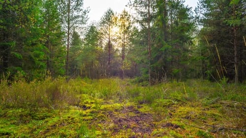 Sunlit Forest Floor with Moss and Mushroom