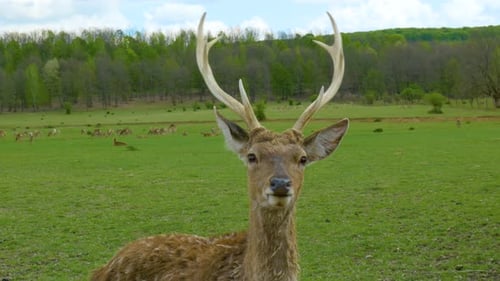Deer Grazing in Green Field on Sunny Day
