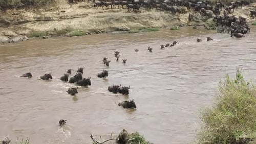 Large confusion of Wildebeest begin muddy river crossing in Kenya