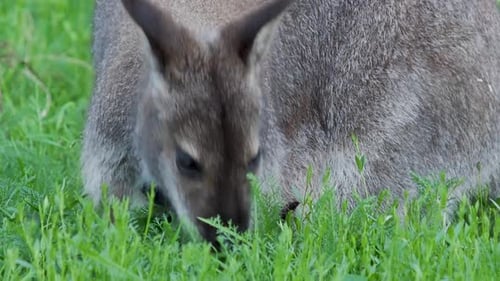 Bennetts Baumkänguru frisst Gras. Dendrolagus Bennettianus weidet auf der Wiese. Zeitlupe.