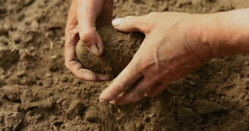 Hands Clean Fresh Potato from the Earth