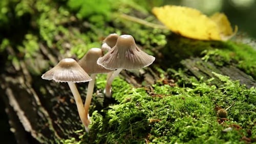 Mushrooms Growing on Moss Covered Tree Trunk